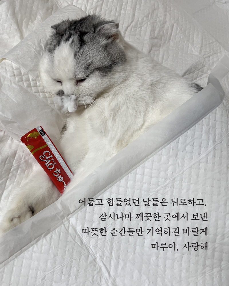 마루(9).jpg