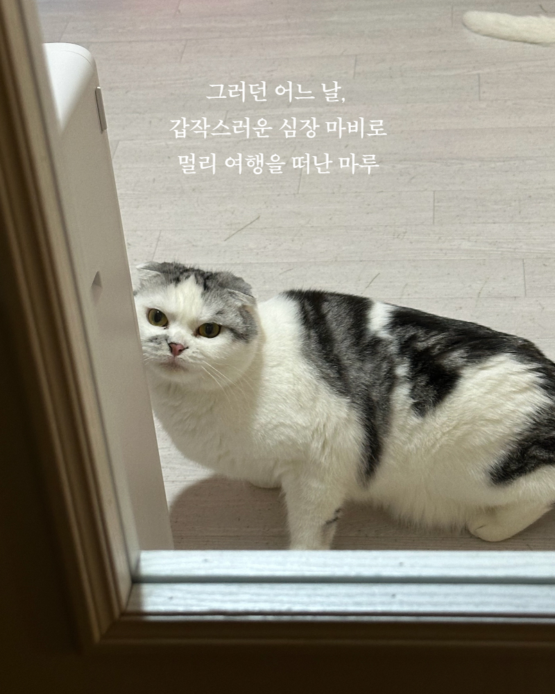 마루(8).jpg