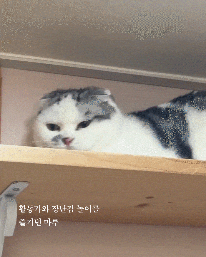 마루(5)_1-min.gif