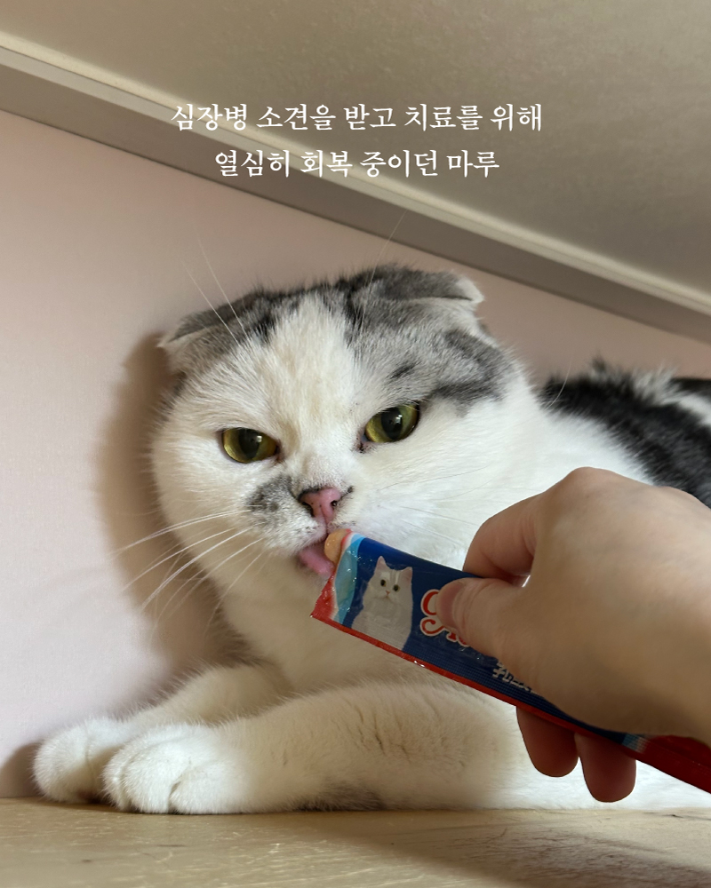 마루(7).jpg