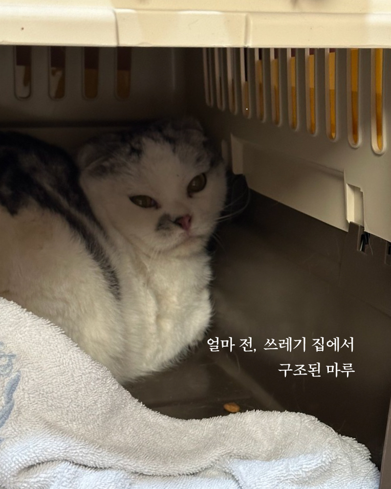 마루(2).jpg