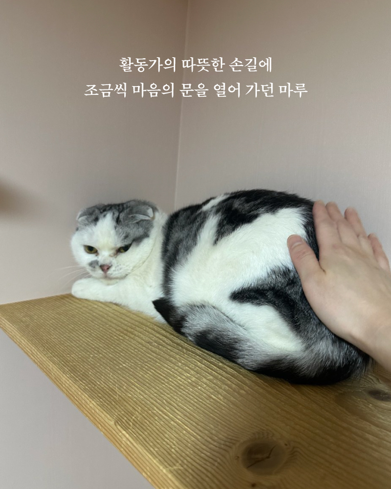 마루(4).jpg