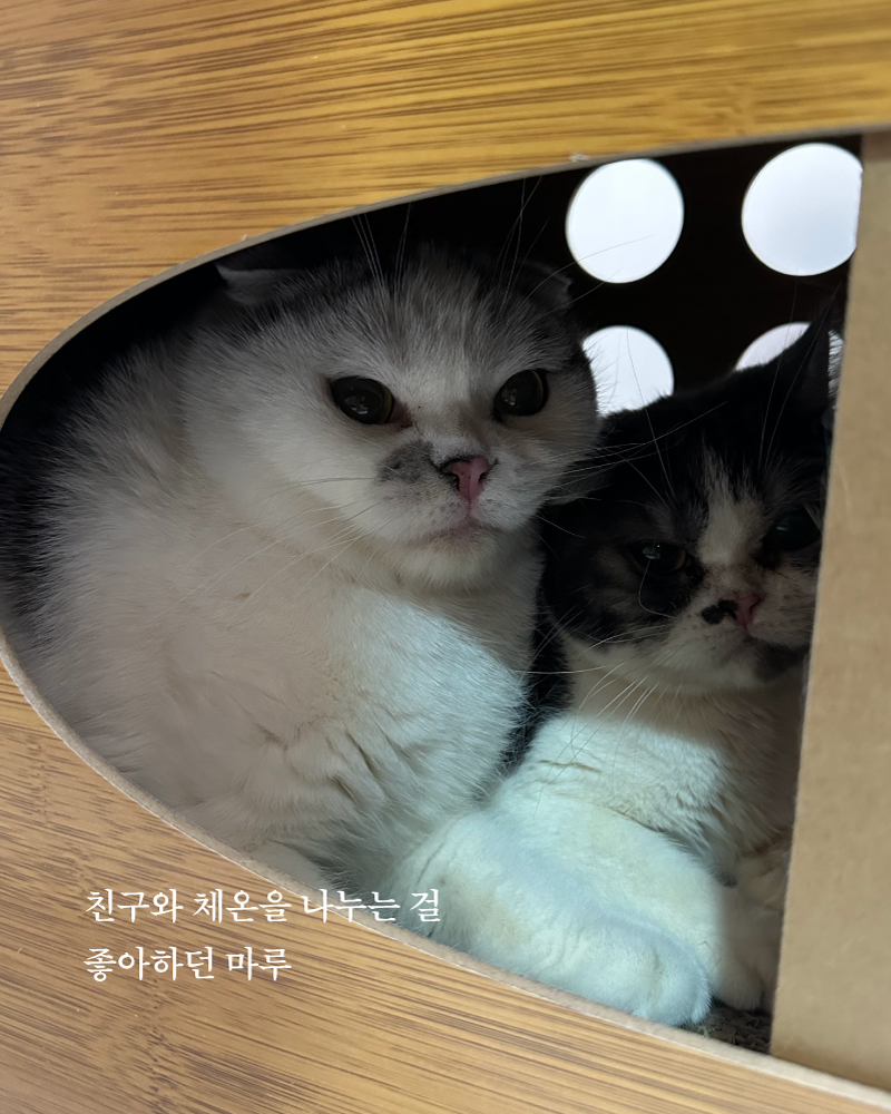 마루(6).jpg