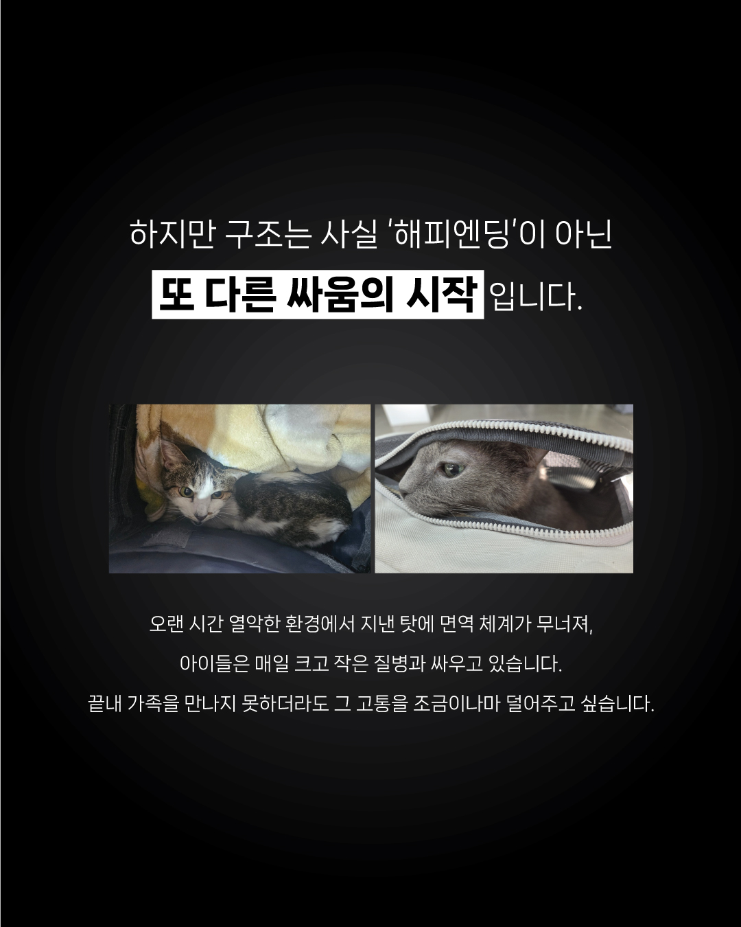 희망냥4.jpg