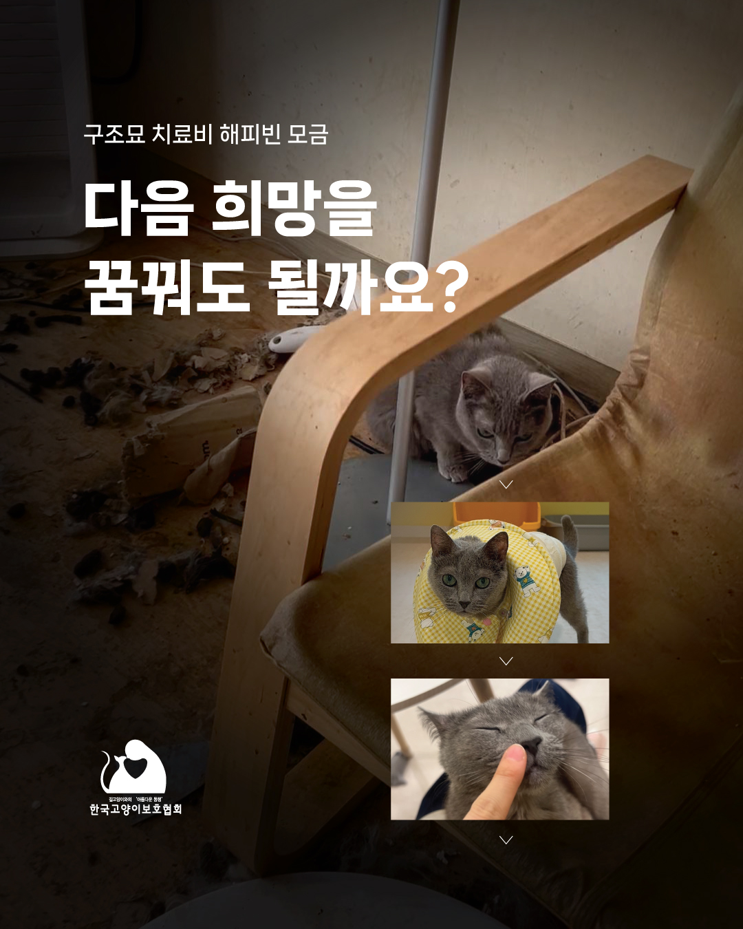 희망냥1.jpg