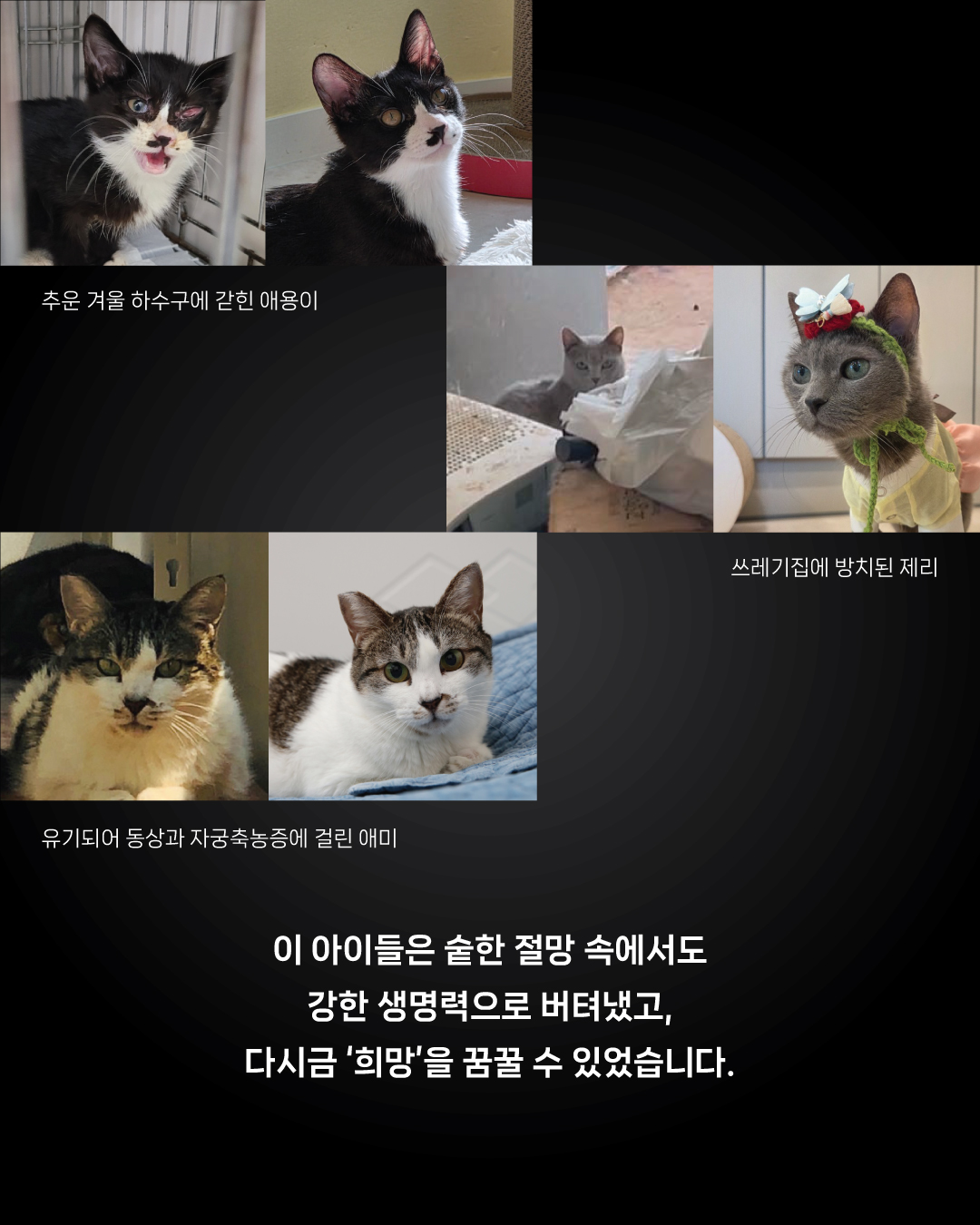 희망냥3.jpg