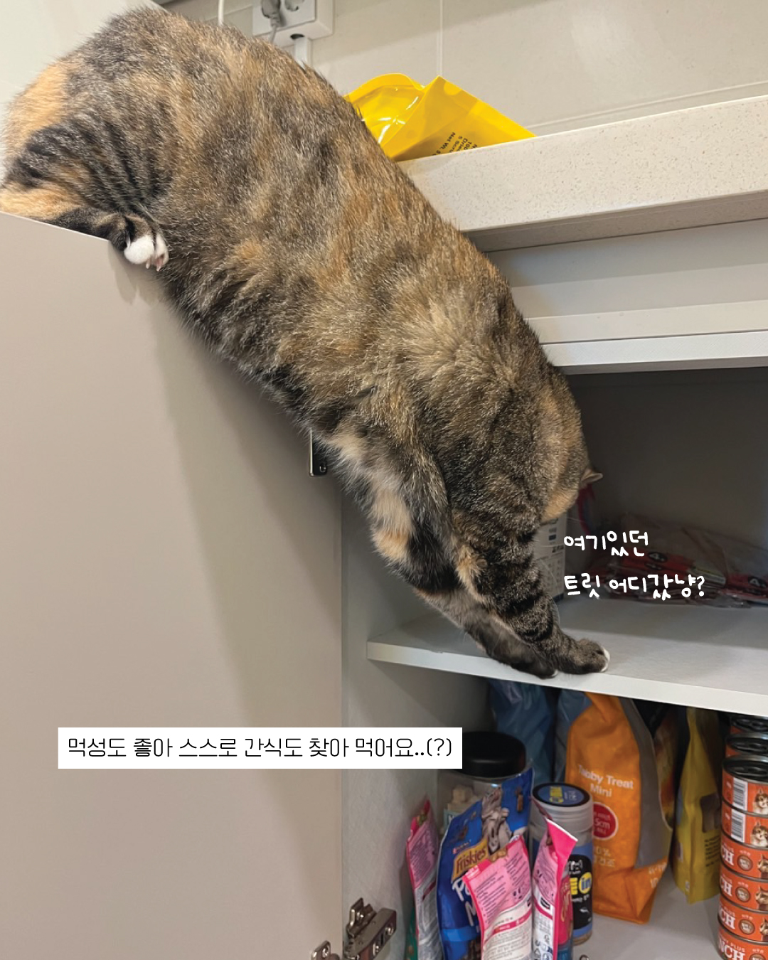 튼실이9.jpg