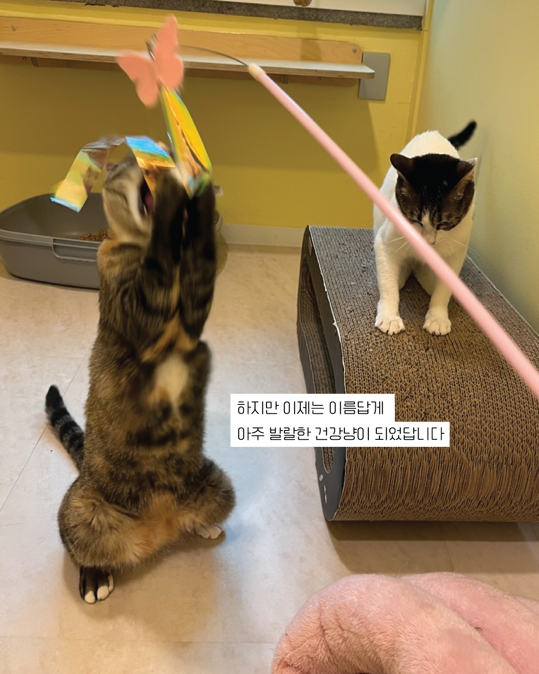 튼실이5.jpg