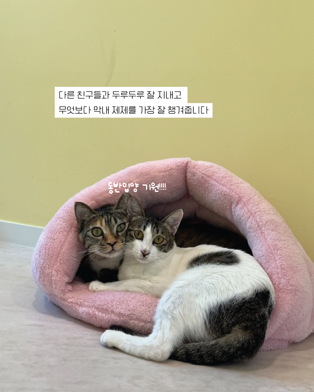 튼실이10.jpg
