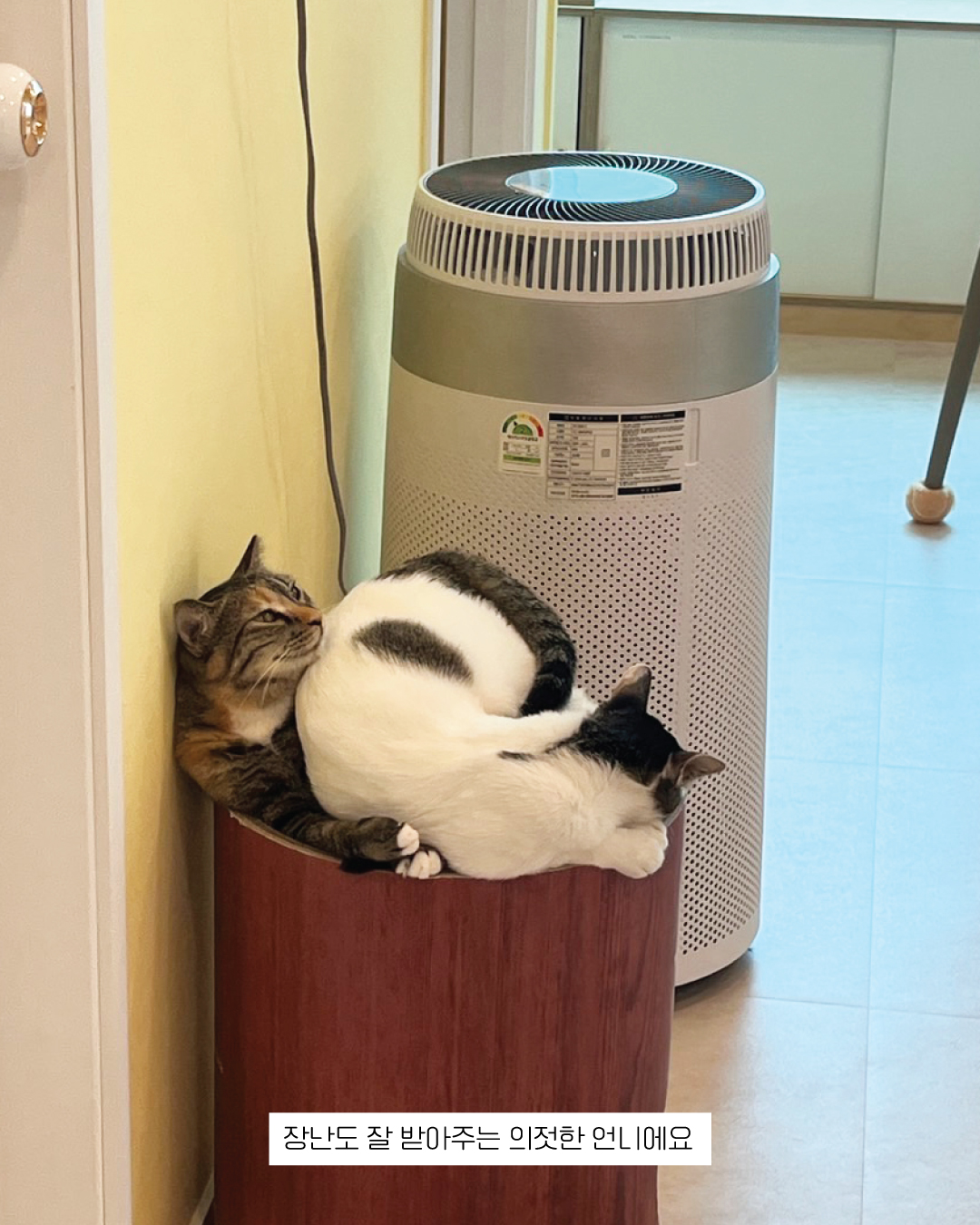 튼실이11.jpg