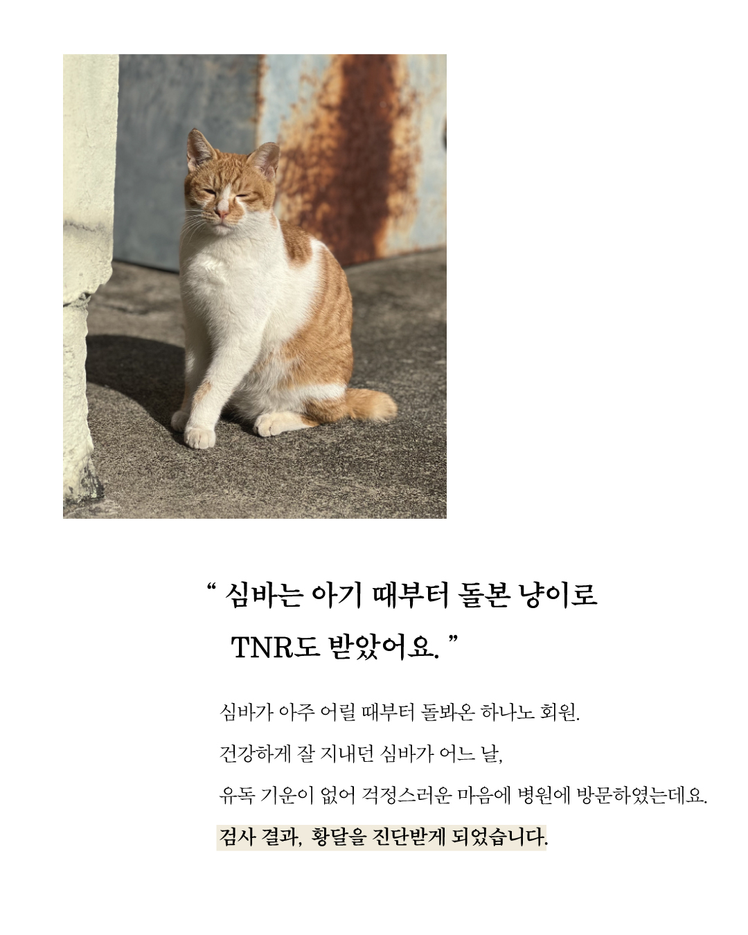 심바2.jpg