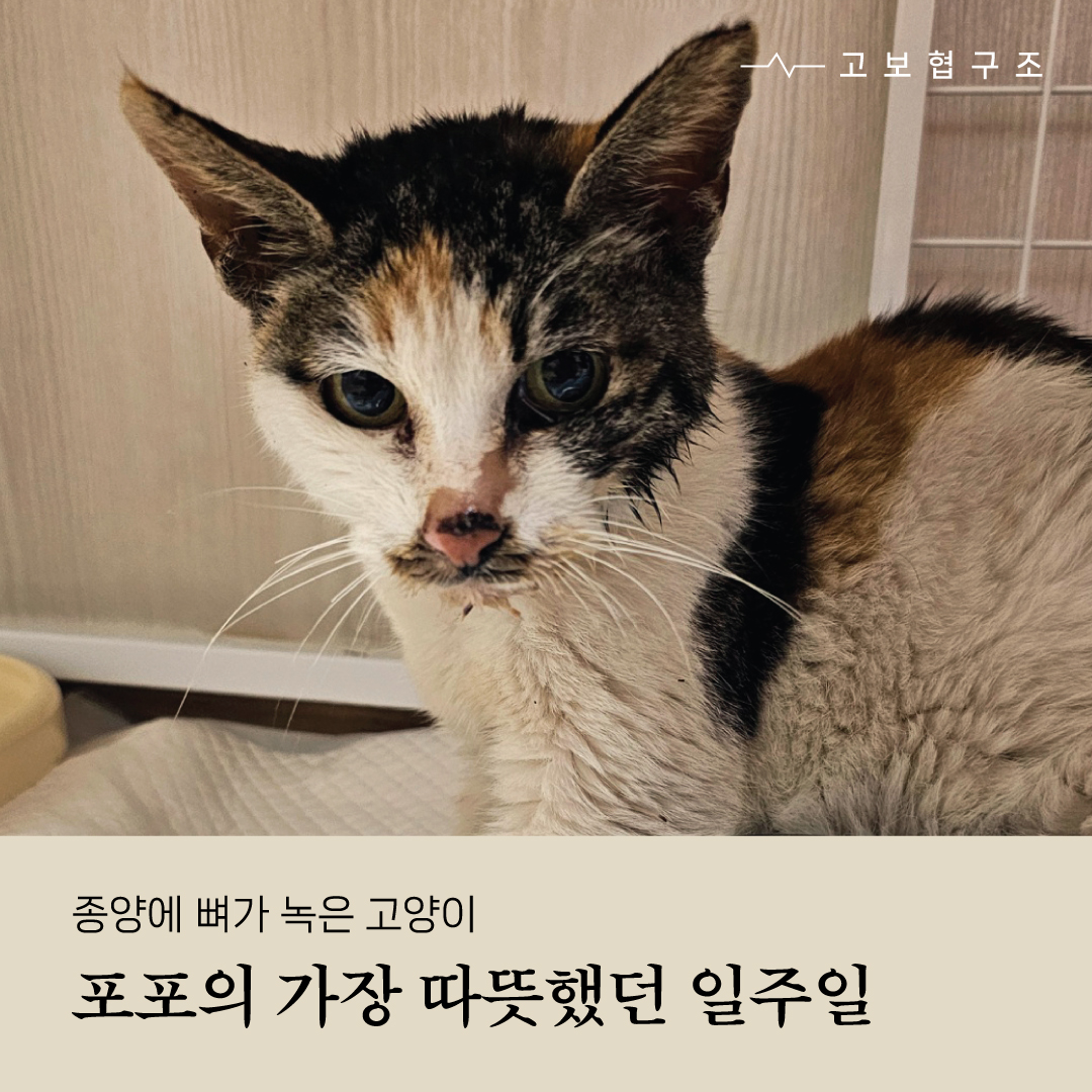 포포1.jpg