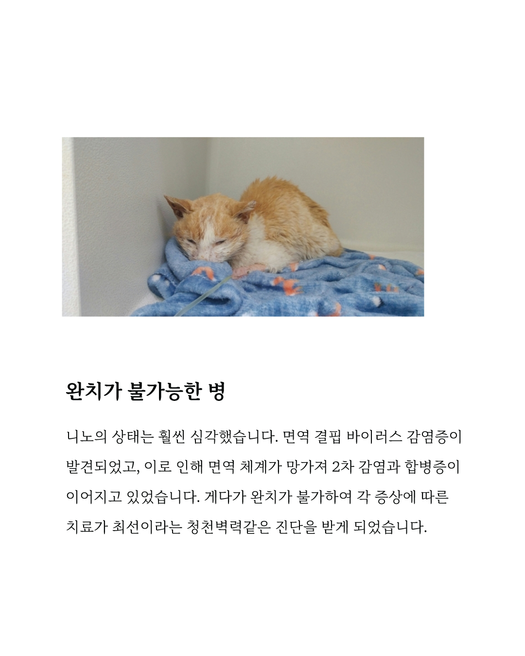 니노4.jpg