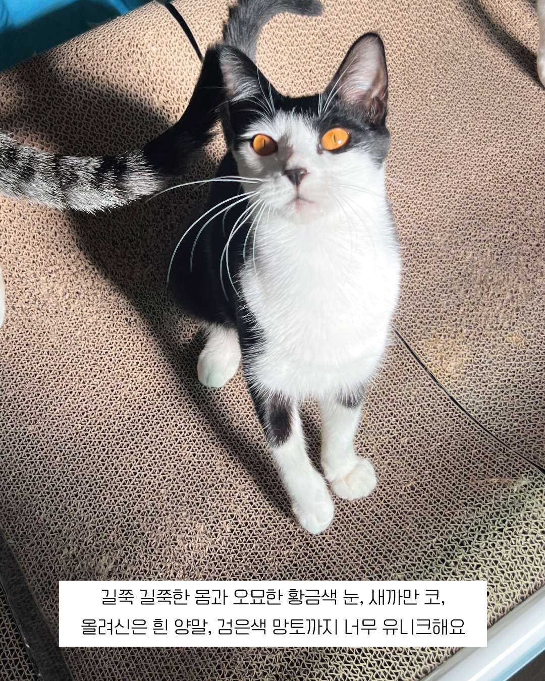 흑설8.jpg