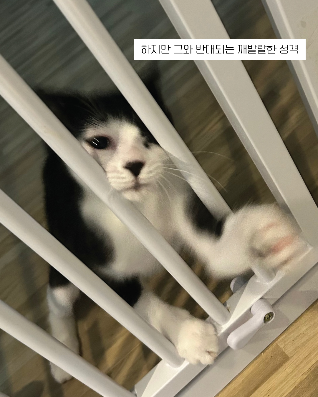 흑설9.jpg