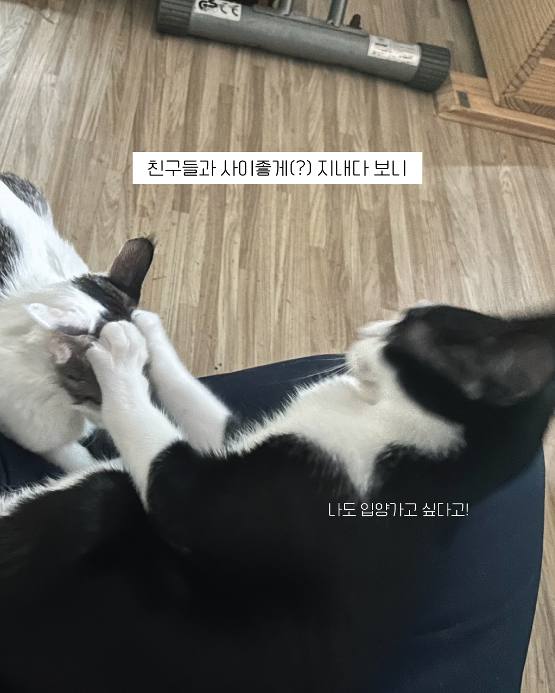흑설6.jpg