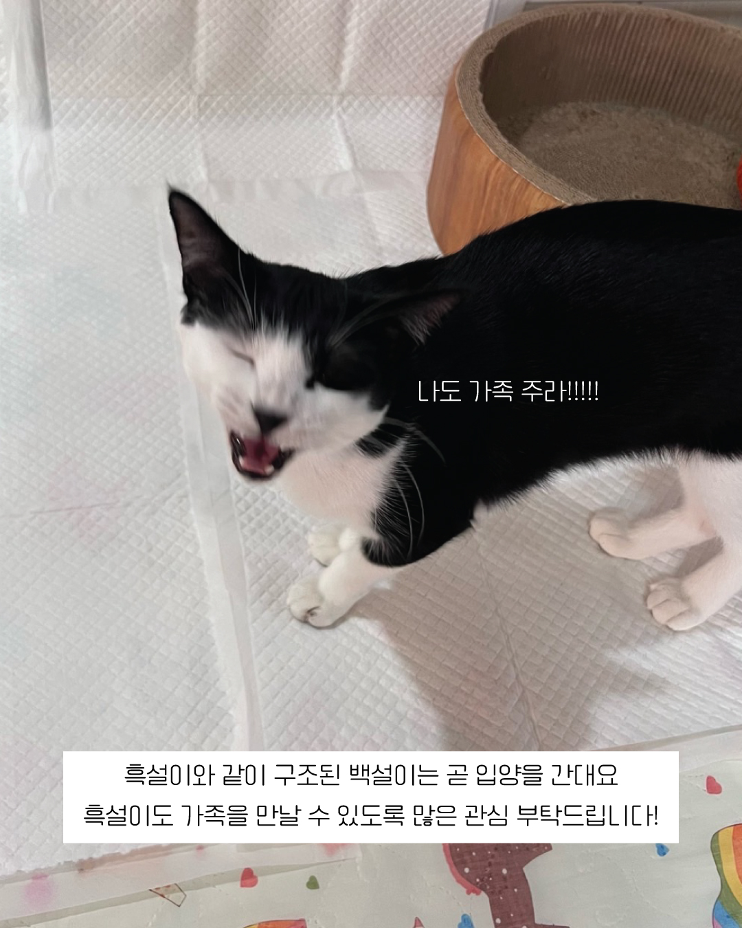 흑설11.jpg