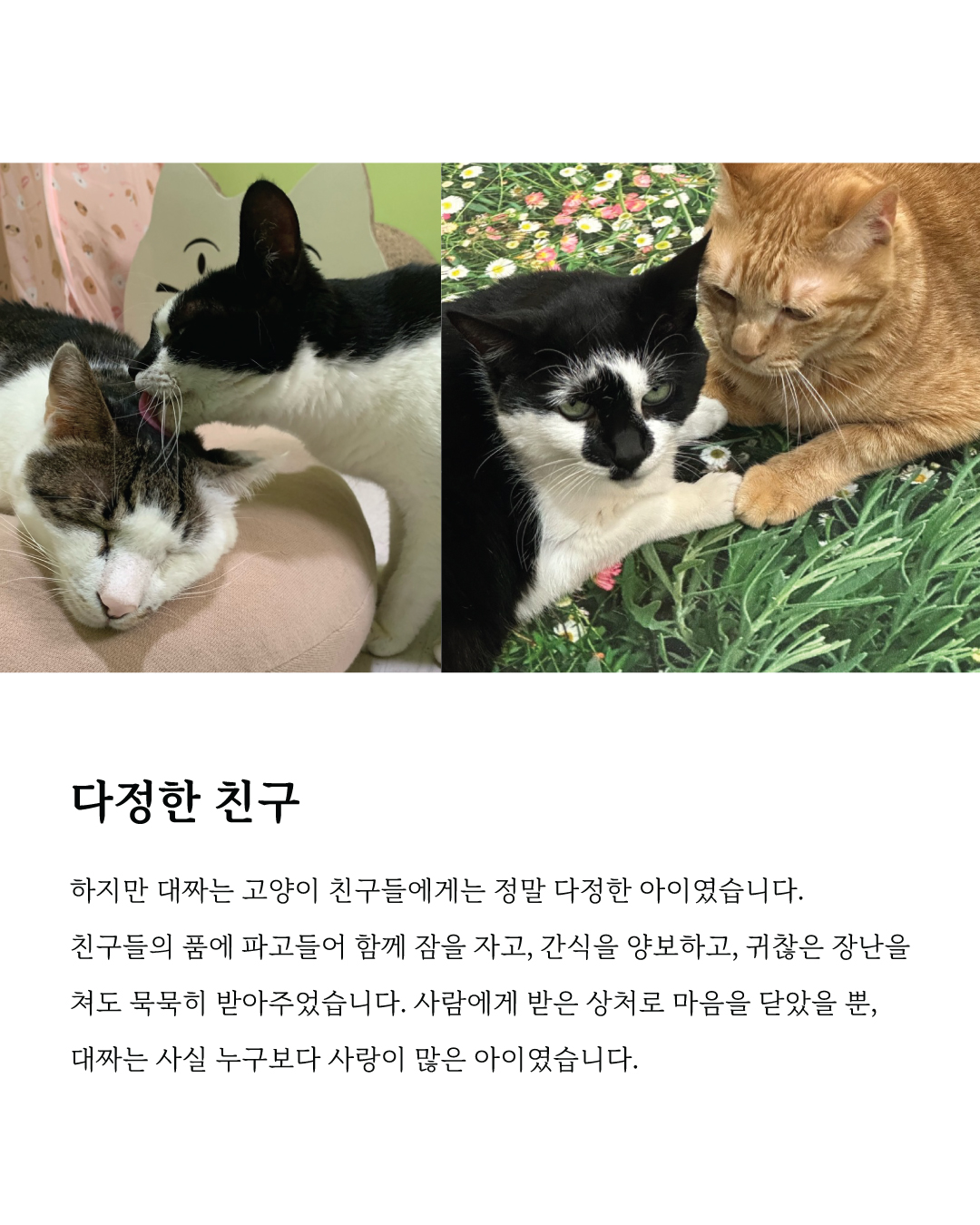 대짜마음입양5.jpg