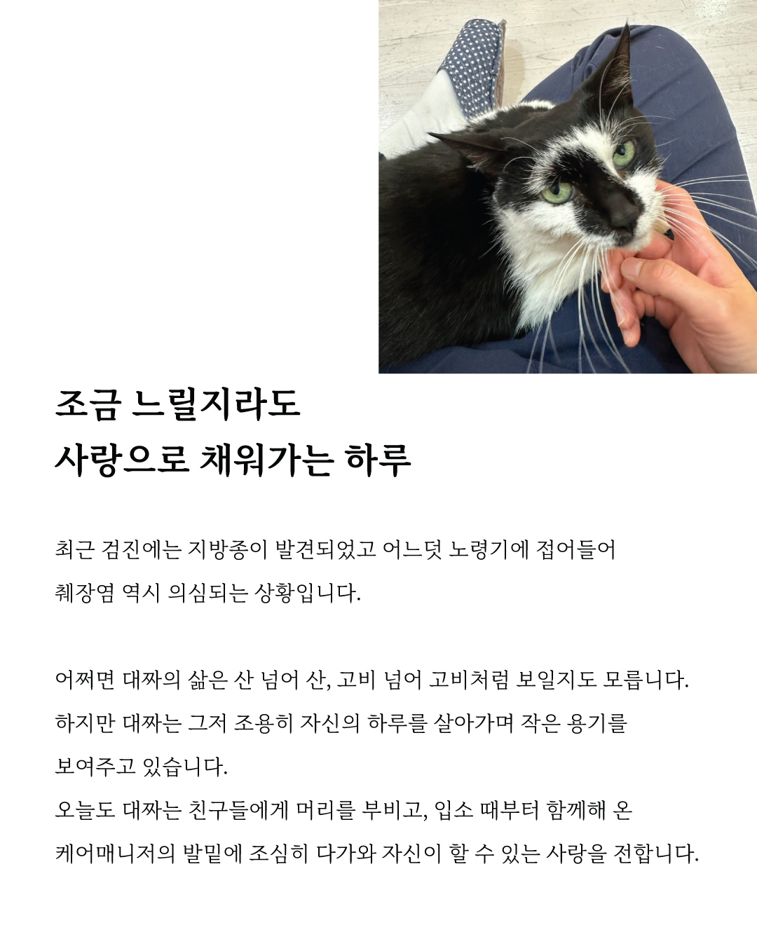 대짜마음입양8.jpg