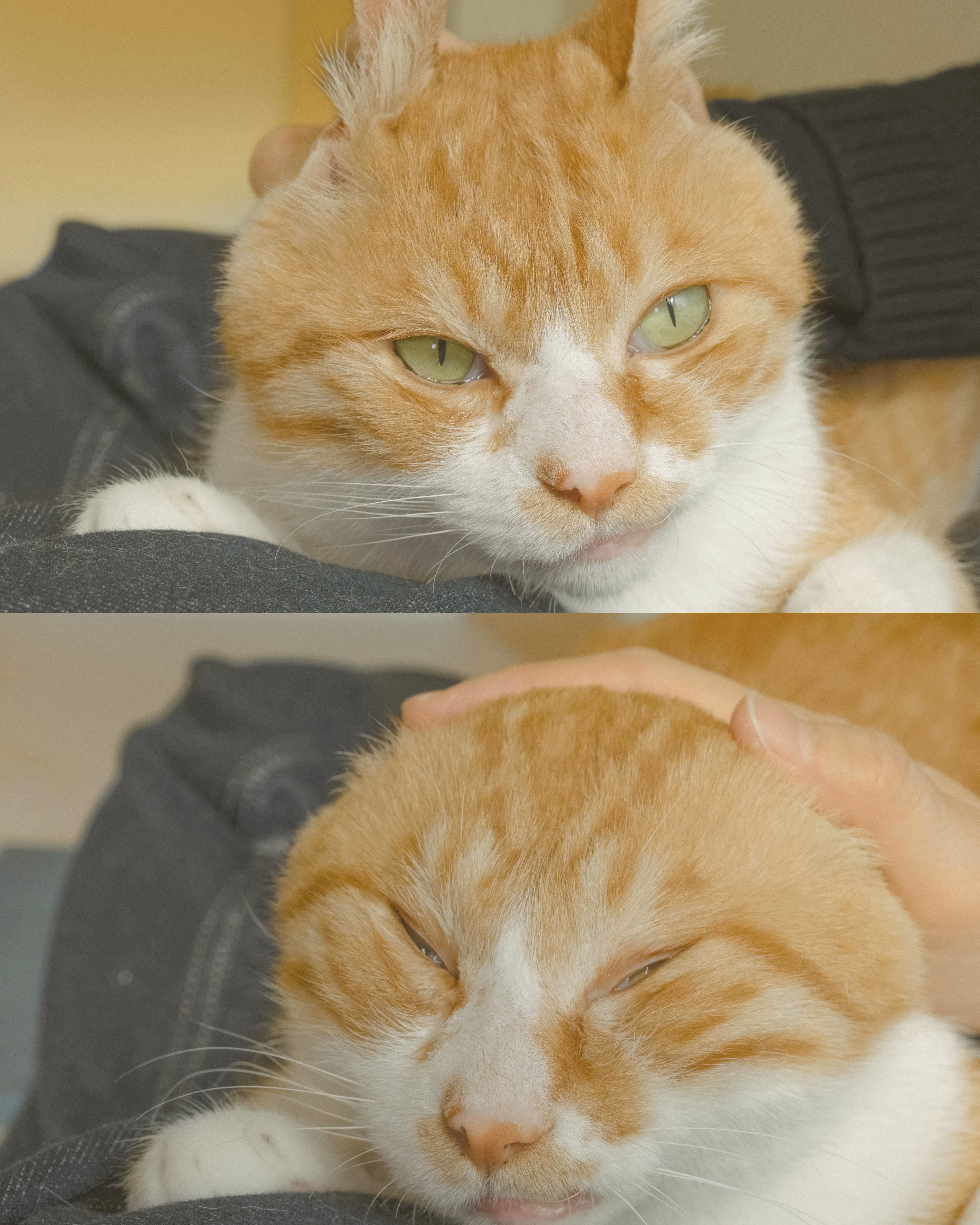 6_춘삼이(인스타그램 비율).jpg