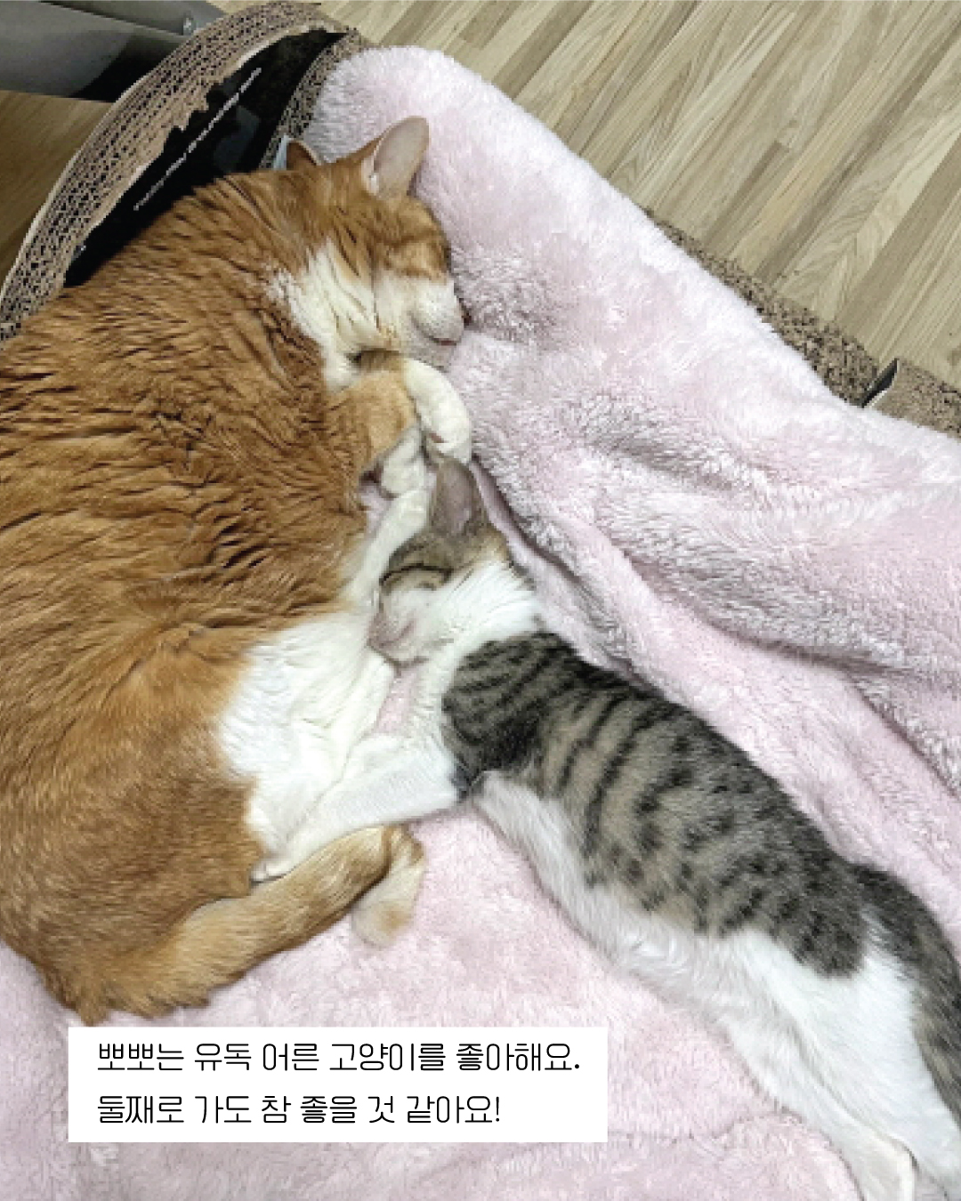 뽀뽀10.jpg