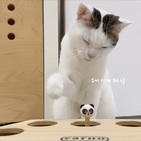달래4.gif