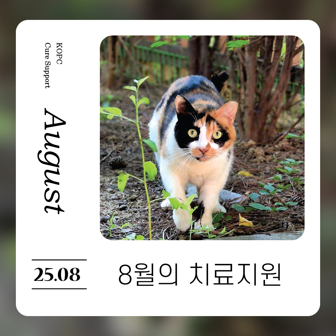8월-치료지원1.jpg