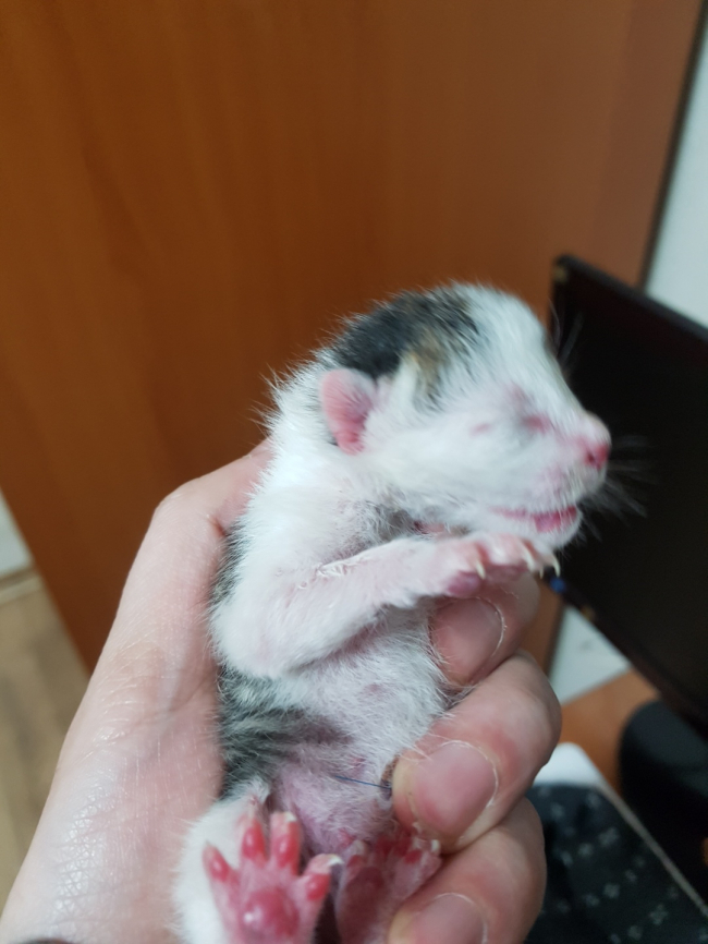 라이언이2.jpg