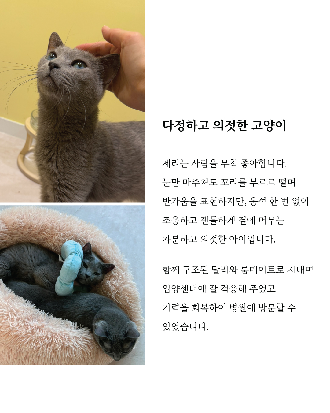 제리4.jpg