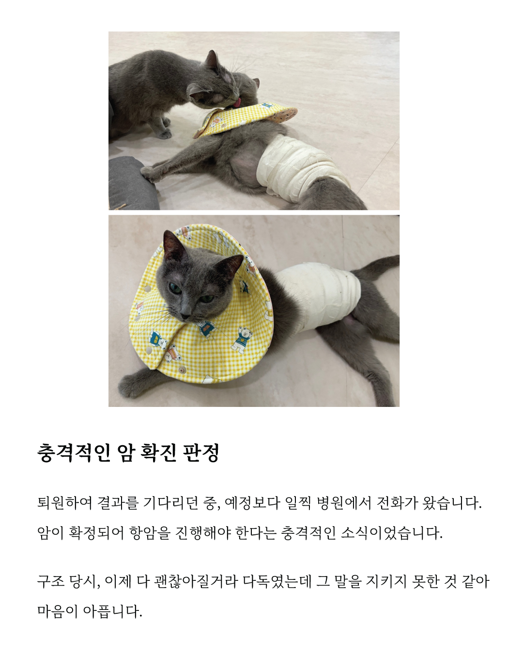 제리6.jpg