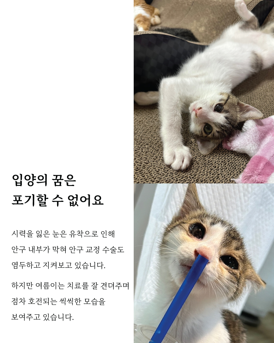 여름마음입양7.jpg