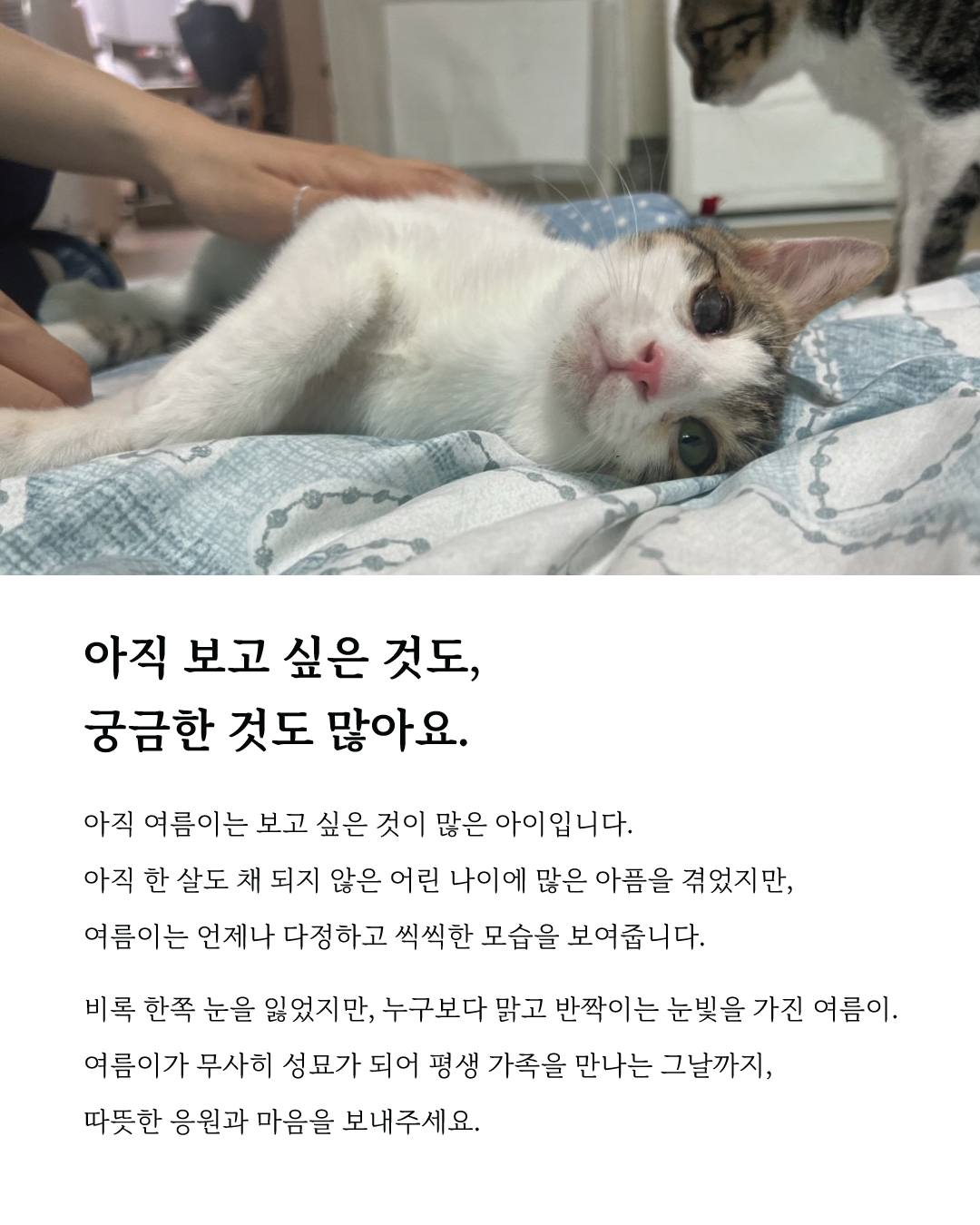 여름마음입양8.jpg