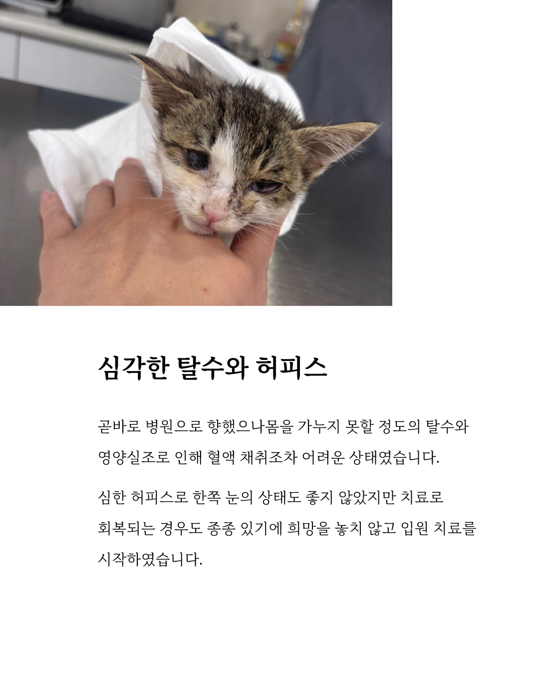 여름마음입양3.jpg