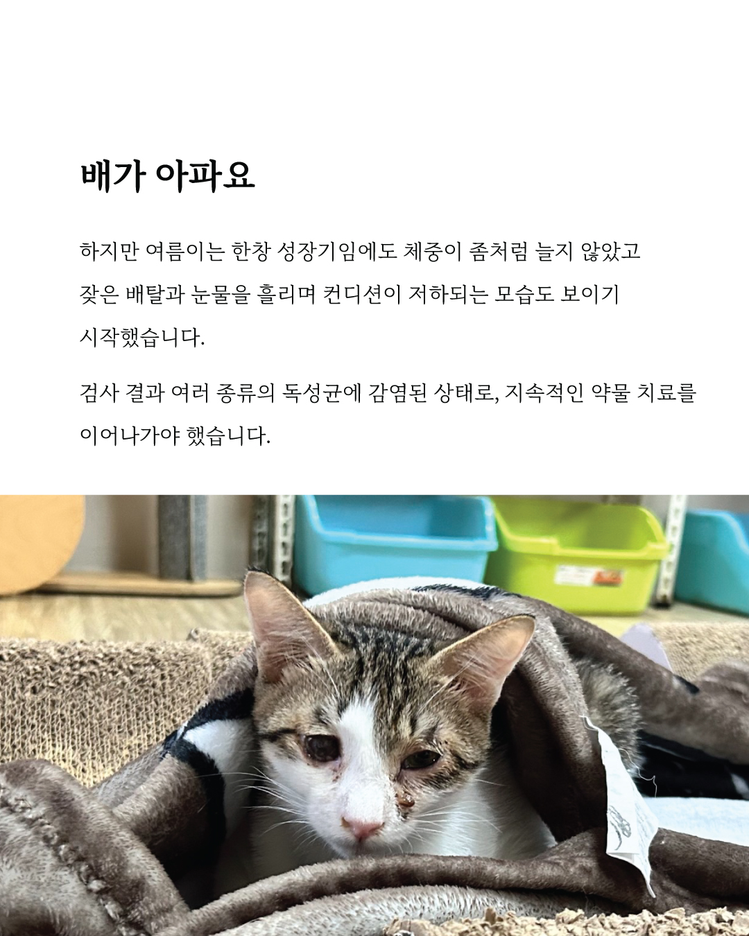 여름마음입양6.jpg
