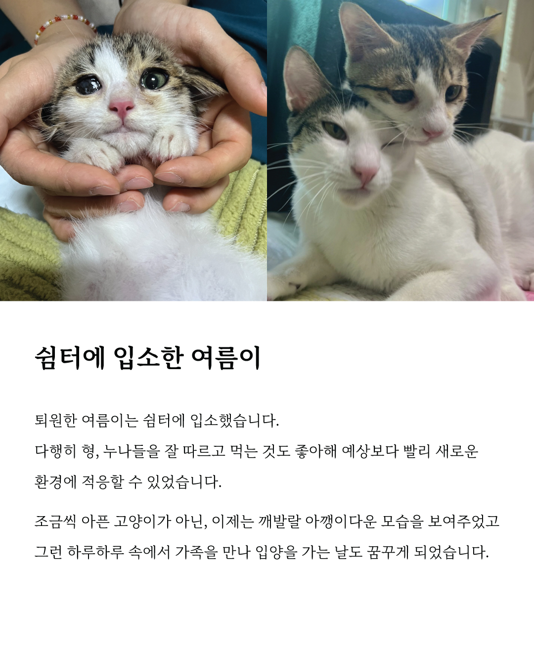 여름마음입양5.jpg