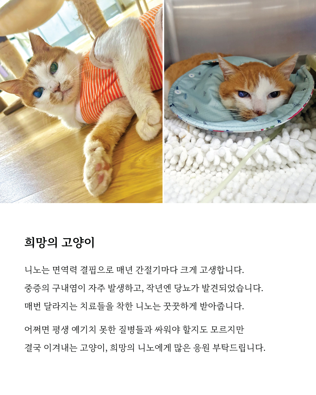 니노8.jpg