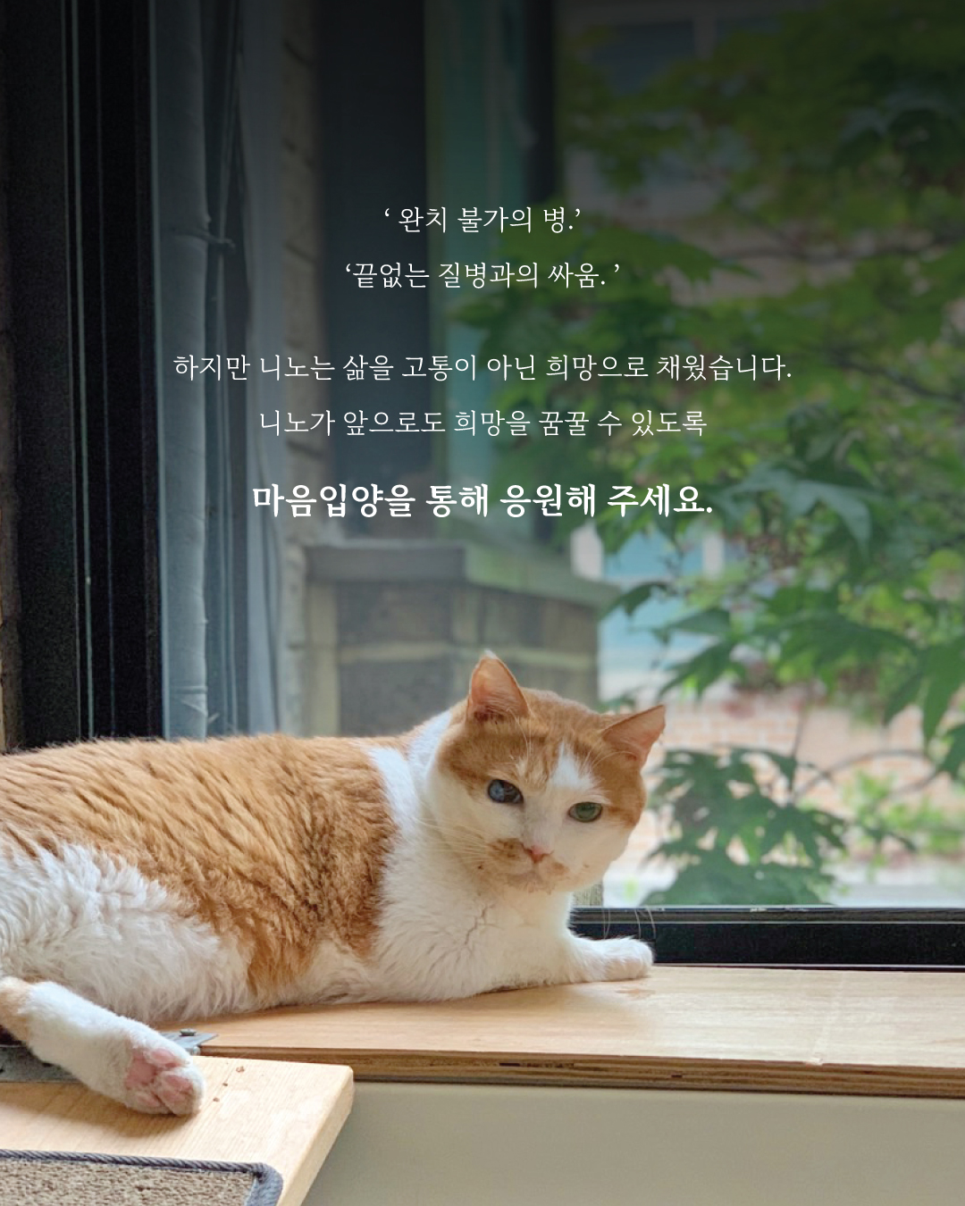 니노9.jpg
