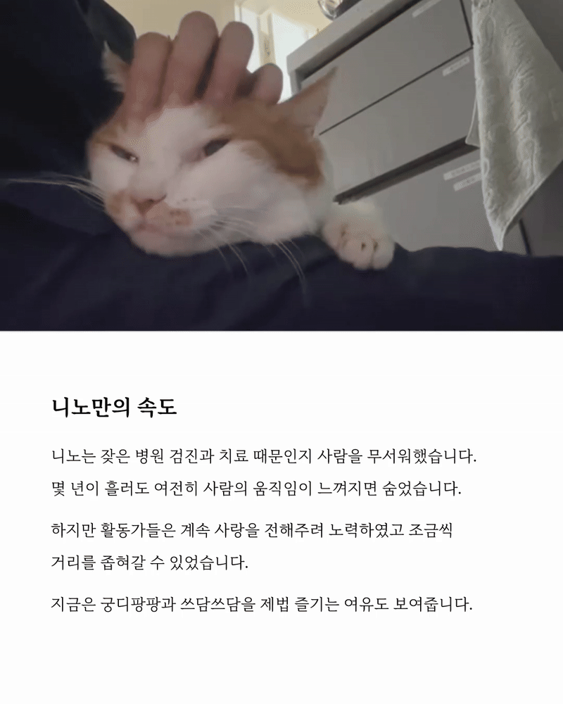 니노7.gif