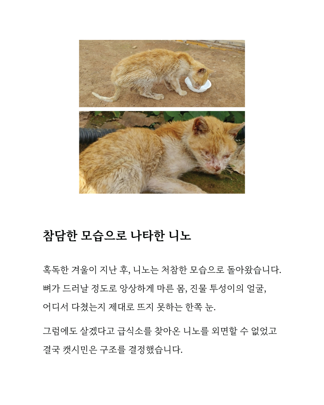 니노3.jpg
