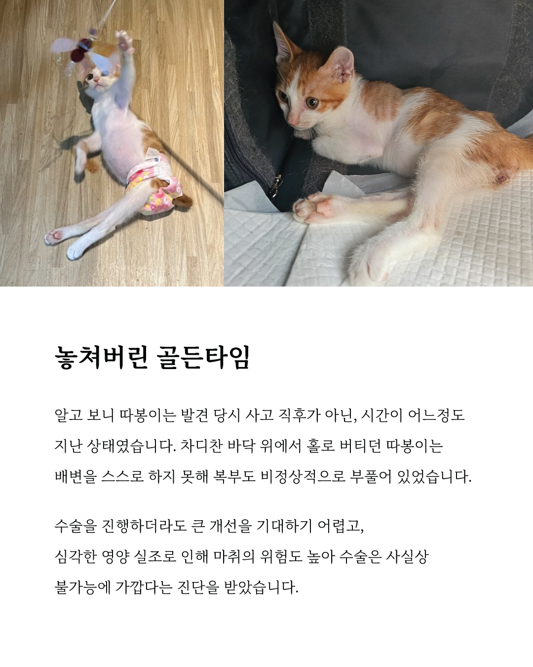 따봉마음입양3.jpg