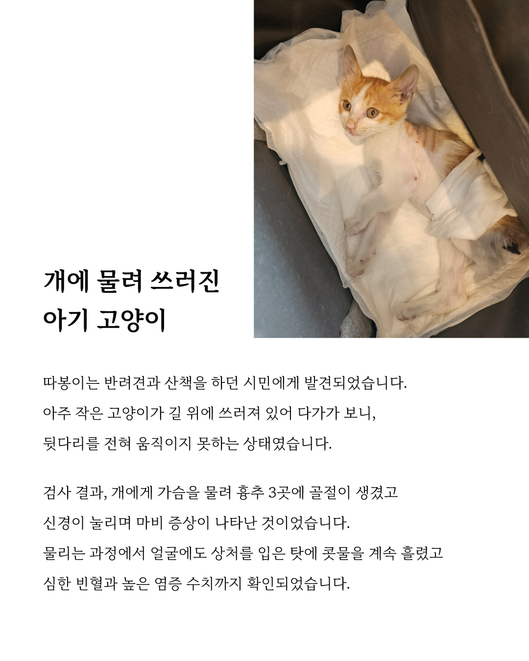 따봉마음입양2.jpg
