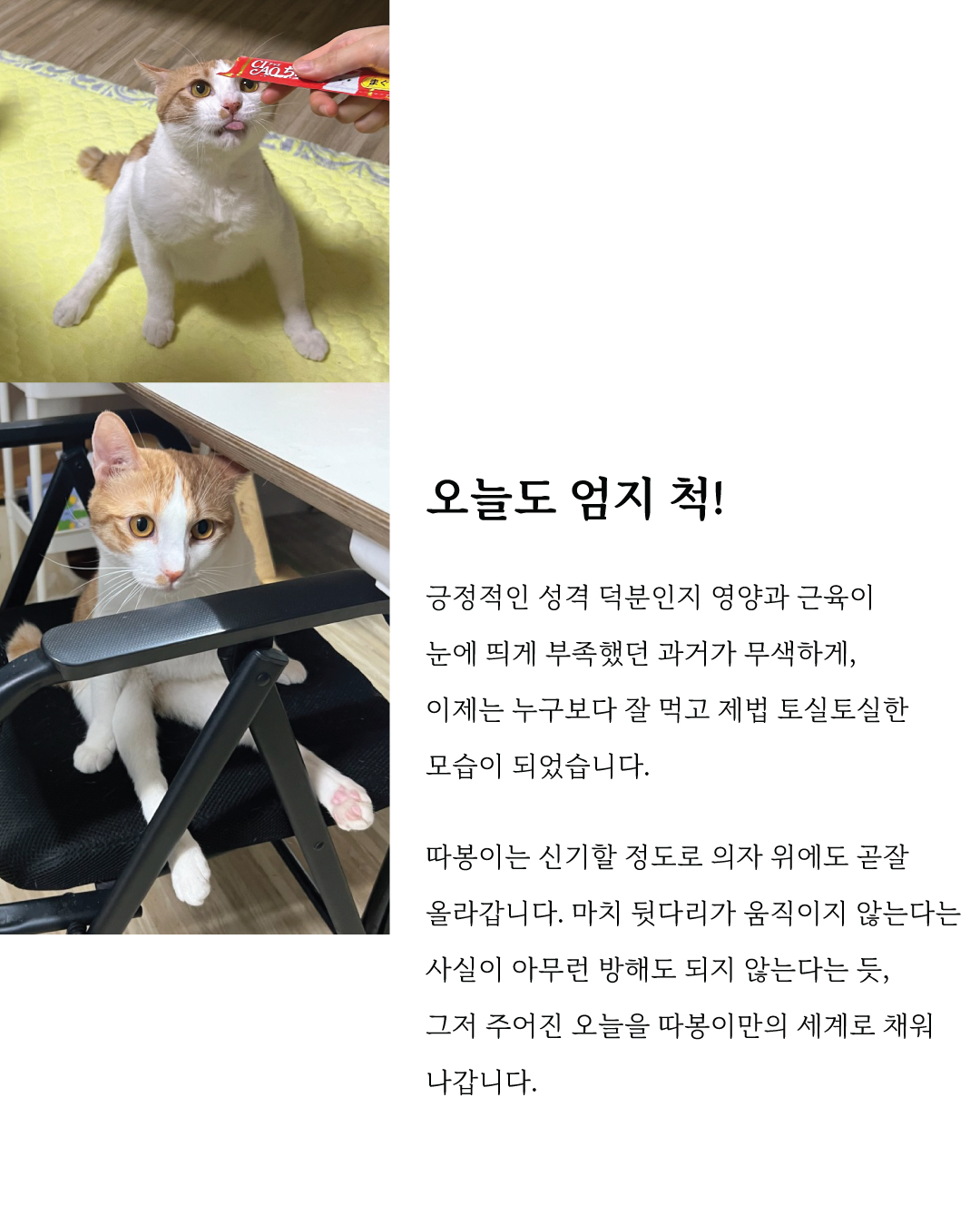 따봉마음입양6.jpg