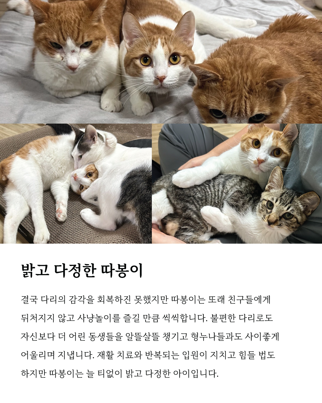 따봉마음입양5.jpg