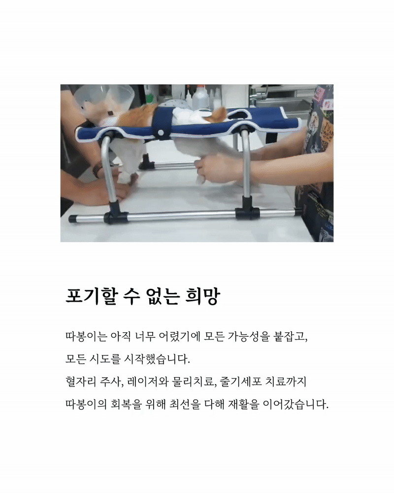따봉마음입양4.gif