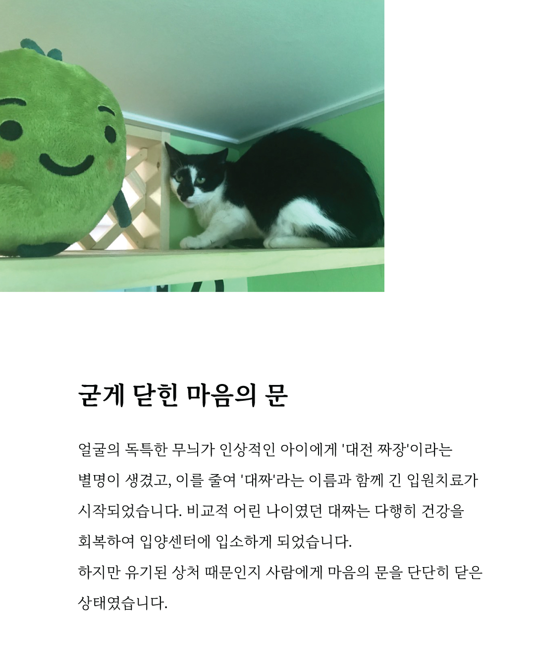대짜마음입양4.jpg