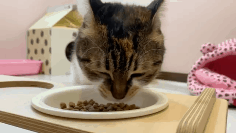 양이5.gif