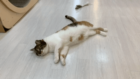 양이4.gif