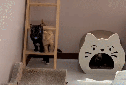 햇님 (2).gif