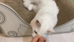 희야.gif