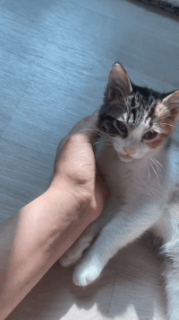 츄2.gif
